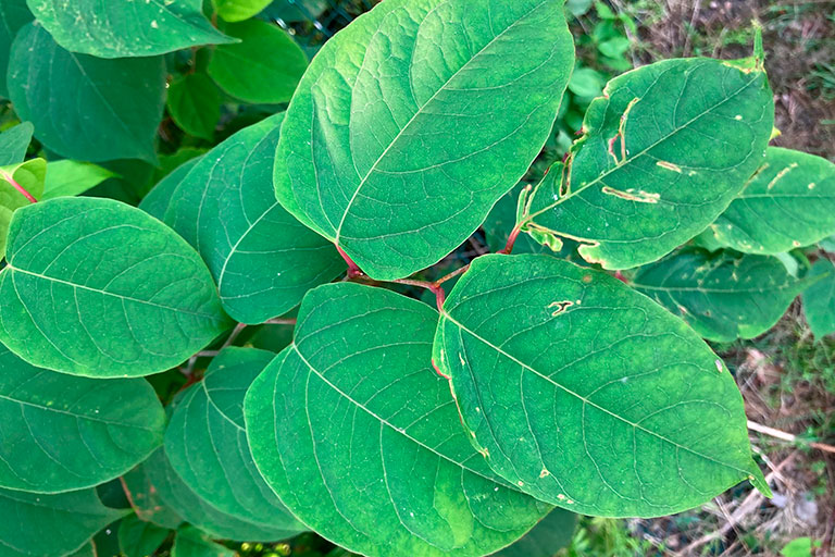 Japanese knotweed lush green leaves