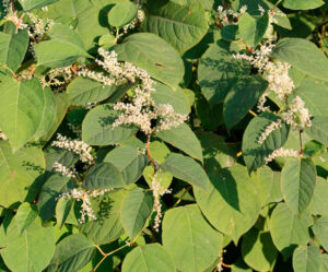 Japanese Knotweed what is it