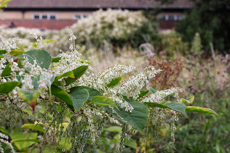 Japanese Knotweed What can I claim for