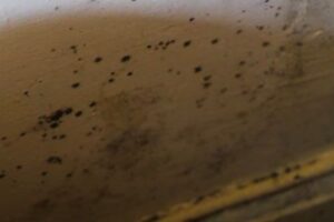 damp_mould_in_social_house