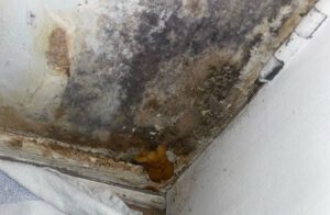 damp and mould in council house