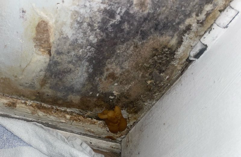 damp_mould_in_social_house
