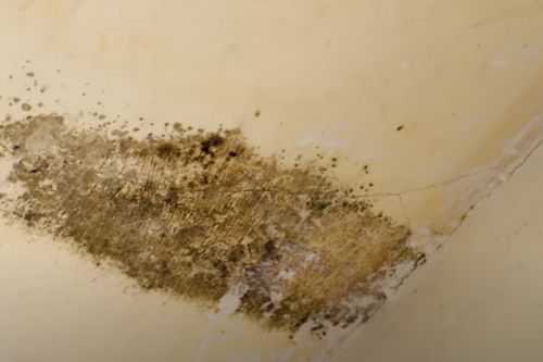 Housing Disrepair Claim Guide