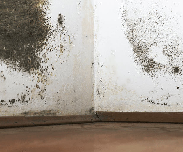 Takeaways from New Report into Damp and Mould in Social Housing