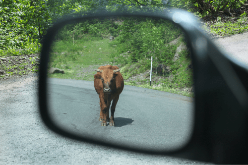 cow_on_the_road_accident