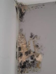 Mould, Fungus, or Damp Claims