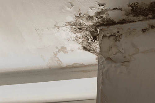 RCP Calls on Government to Take Urgent Action on Damp and Mould