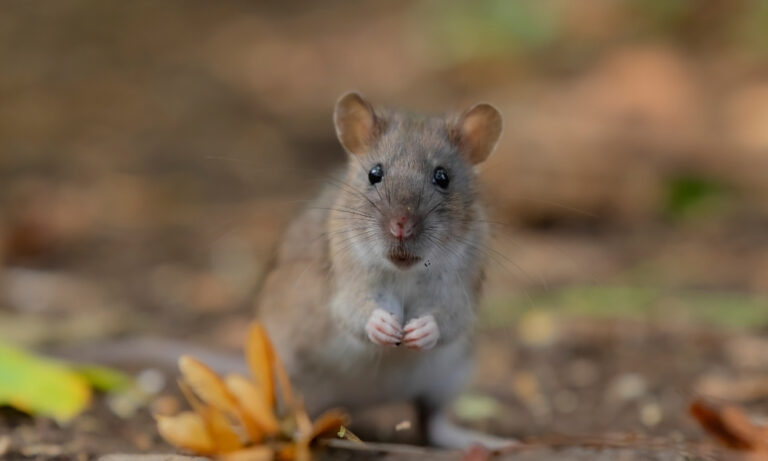 Rats through the kitchen wall, a rotting floor, constant leaks - and a landlord who ignored every report. NJS Law won this tenant £27,000. Find out if you can claim.